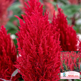 Hezhichun Red Feathered Cockscomb Seeds | Celosia plumosa | Long Blooming for Landscape Potted Cut Flower