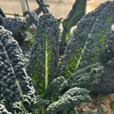 Blue Feather Kale Seeds - Easy to cultivate, vigorous growth, with ornamental and edible value