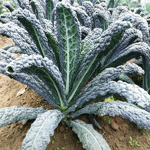 Blue Feather Kale Seeds - Easy to cultivate, vigorous growth, with ornamental and edible value