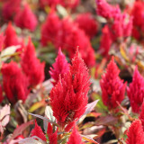 Hezhichun Red Feathered Cockscomb Seeds | Celosia plumosa | Long Blooming for Landscape Potted Cut Flower