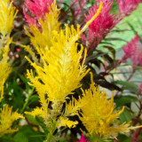 Hezhichun Yellow Feathered Cockscomb Seeds – Celosia plumosa, Long Blooming Period for Cut Flowers & Dried Arrangements