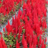 Hezhichun Red Feathered Cockscomb Seeds | Celosia plumosa | Long Blooming for Landscape Potted Cut Flower