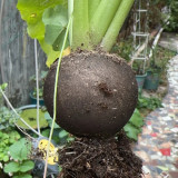 Black Skin Cherry Radish Seeds – Rare Black Skin White Flesh, Crisp Texture, Easy to Grow, Spring Autumn Planting