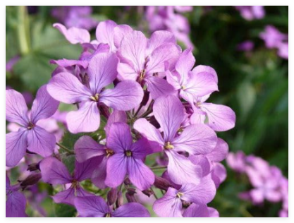 Evening Scented Stock Flower Seeds Fragrant Matthiola Longipetala
