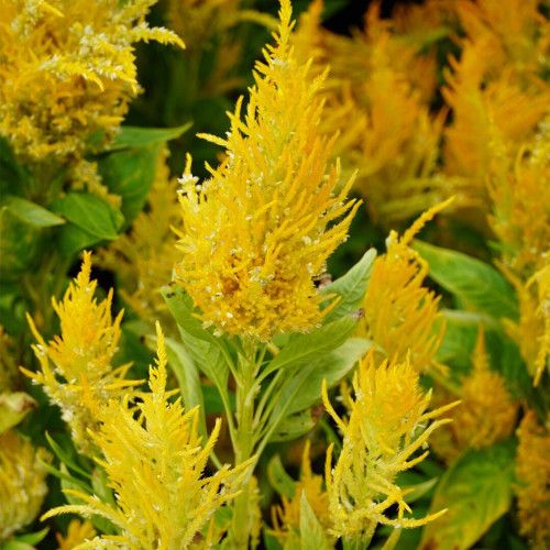 Hezhichun Yellow Feathered Cockscomb Seeds – Celosia plumosa, Long Blooming Period for Cut Flowers & Dried Arrangements