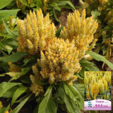 Hezhichun Yellow Feathered Cockscomb Seeds – Celosia plumosa, Long Blooming Period for Cut Flowers & Dried Arrangements
