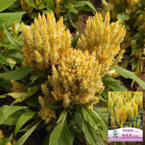 Hezhichun Yellow Feathered Cockscomb Seeds – Celosia plumosa, Long Blooming Period for Cut Flowers & Dried Arrangements