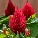 Hezhichun Red Feathered Cockscomb Seeds | Celosia plumosa | Long Blooming for Landscape Potted Cut Flower