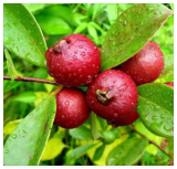 Red Indian (Cherry) Guava Seeds for Garden Planting