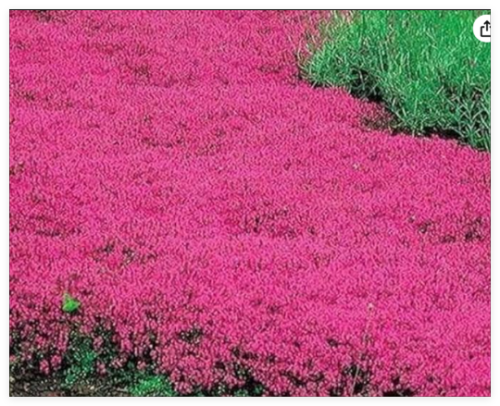 Red Creeping Thyme Seeds Ground Cover Plant Seeds Perennial- Non-GMO Heirloom