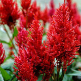 Hezhichun Red Feathered Cockscomb Seeds | Celosia plumosa | Long Blooming for Landscape Potted Cut Flower