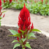 Hezhichun Red Feathered Cockscomb Seeds | Celosia plumosa | Long Blooming for Landscape Potted Cut Flower