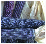 Hopi Blue Flint Corn Seeds