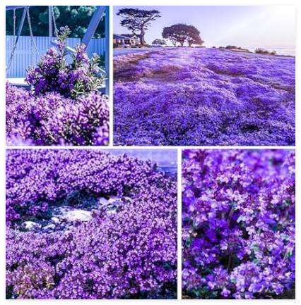 Purple Creeping Thyme Seeds - Non-GMO Perennial Ground Cover