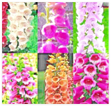 Foxglove Mix Seeds Perennial Flowers Excelsior Hummingbirds