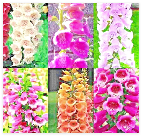 Foxglove Mix Seeds Perennial Flowers Excelsior Hummingbirds