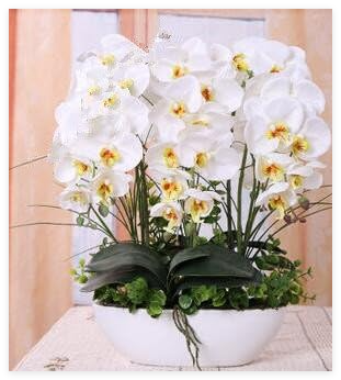 Orchid Seed Plant Rare Phalaenopsis Orchid Flower Plant for Home Garden Plants - (Color: 8)
