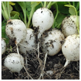 Hailstone White Globe Radish Seeds, White Button, Non-GMO