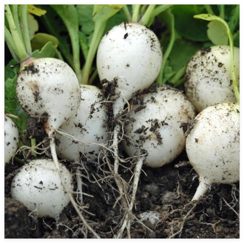 Hailstone White Globe Radish Seeds, White Button, Non-GMO