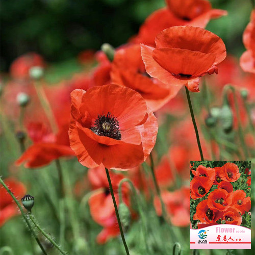 Hezhichun Field Poppy Seeds – Corn Poppy, Papaver rhoeas, Solitary Red Flowers, Easy to Grow