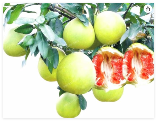 Thai Pomelo Citrus Maxima Pomelo Grape Fruit Seed from Thailand Rare Fruit Seed for Home Garden Planting