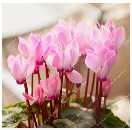 Pink Cyclamen Potted Plant Easy Grow Cyclamen High Germination Rate for Home Garden Seed