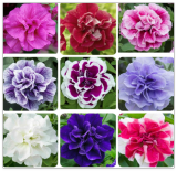 Perennial Petunia Double Flower Seed for Planting Outdoor
