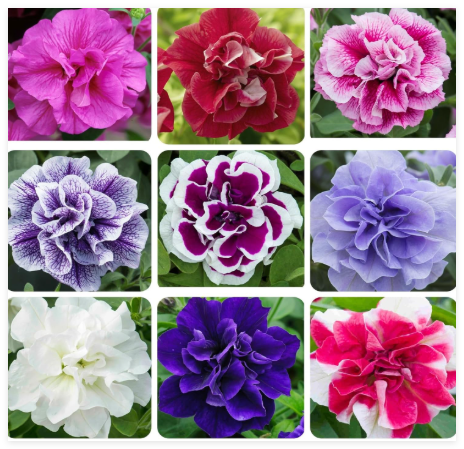 Perennial Petunia Double Flower Seed for Planting Outdoor