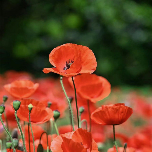 Hezhichun Field Poppy Seeds – Corn Poppy, Papaver rhoeas, Solitary Red Flowers, Easy to Grow