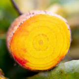 Yellow Beetroot Seeds – Early maturing, high yielding, sweet golden flesh, perfect for juicing and baking