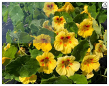 Peach Melba Dwarf Nasturtium Seeds Fresh for Your Flower Gardens