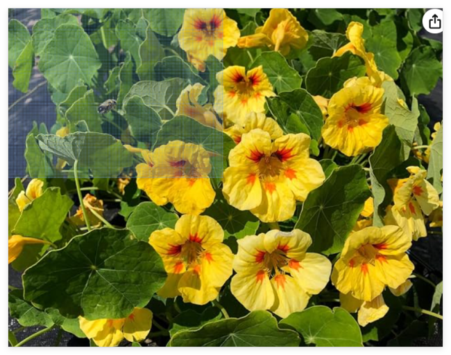 Peach Melba Dwarf Nasturtium Seeds Fresh for Your Flower Gardens