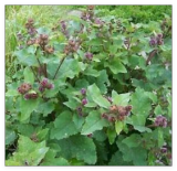 Burdock Seeds organically Grown-Limited Special Price for Spring Planting