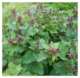 Burdock Seeds organically Grown-Limited Special Price for Spring Planting