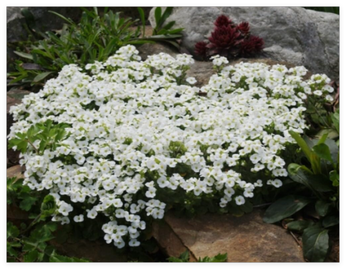 Rockcress White Perennial Flower Seeds