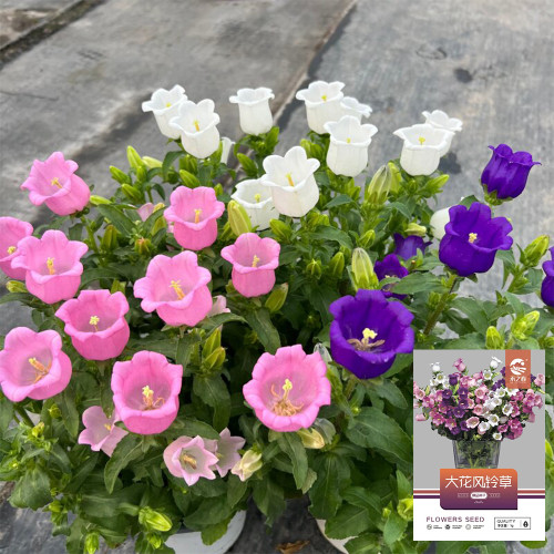 Hezhichun Mixed Color Canterbury Bells Seeds - Campanula medium Perennial Herb Flower, Dry Cool Climate, Autumn Sowing