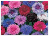 Cornflower/Bachelor Button Dwarf Mix Seeds