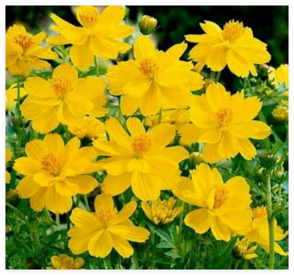 Yellow Cosmos Seeds, Sulfur Cosmos, Tall Variety, Bulk Cosmos Seed