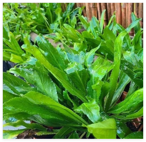 Vietnamese Culantro Seeds, NGO GAI, Non-GMO, NGO GAI, Mexican Corriander