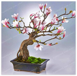 Magnolia Seed Mini Magnolia Seed Beautiful Flower