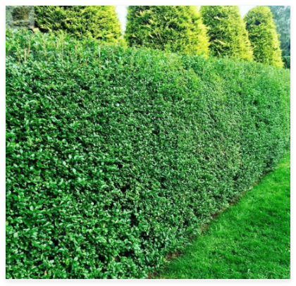 Privet Shrub, Ligustrum vulgare Seeds (Fast, Hardy, Fragrant, Hedge)