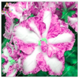 African Violet Flower Seed Saintpaulia Ionantha Garden Seed White-Pink with Purple Spots
