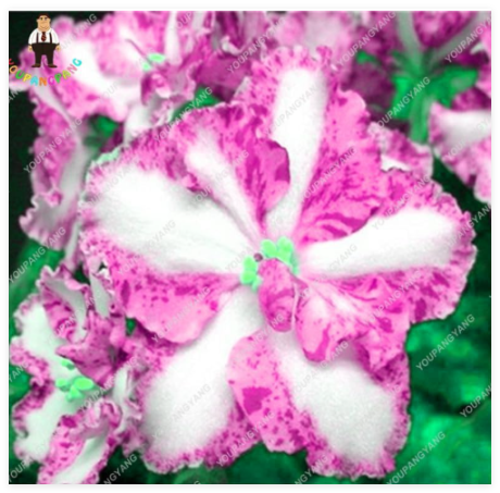 African Violet Flower Seed Saintpaulia Ionantha Garden Seed White-Pink with Purple Spots