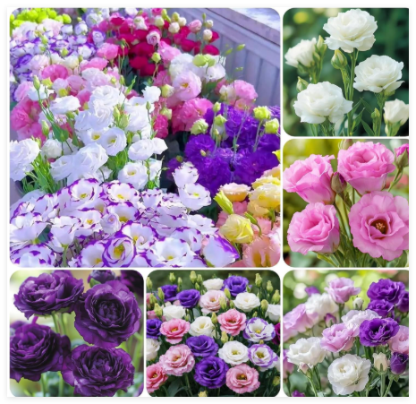 Mixed Seeds for Planting- Thornless Roses Seeds