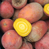Yellow Beetroot Seeds – Early maturing, high yielding, sweet golden flesh, perfect for juicing and baking