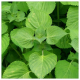 Green Shiso Seeds, Perilla, Plant, Korean Basil, Non-GMO