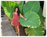 Giant Elephant Ear Colocasia Bulbs - Tropical Plant for Garden Grow