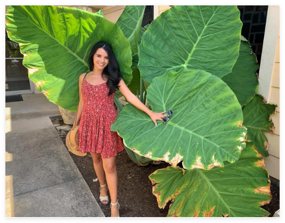 Giant Elephant Ear Colocasia Bulbs - Tropical Plant for Garden Grow