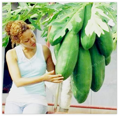 Fruit Papaya Seed 20 Yellow Gold Papaya Heirloom Plant, Fruit, Unique Very Rare