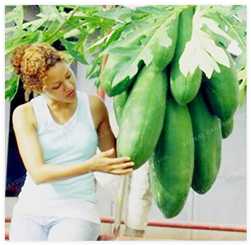 Fruit Papaya Seed 20 Yellow Gold Papaya Heirloom Plant, Fruit, Unique Very Rare